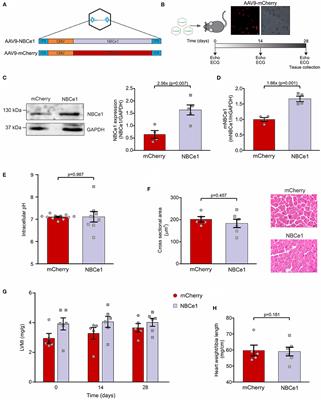 In vivo Overexpression of Electrogenic Sodium/Bicarbonate Cotransporter (NBCe1) by AAV9 Modifies the Cardiac Action Potential and the QT Interval in Mice